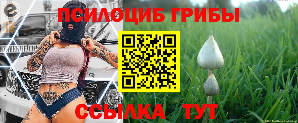 Прохладный  Галлюциногенные грибы Psilocybe  Вход с VPN 